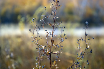 cobweb on a grass