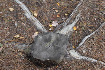 tree stump with spider like roots