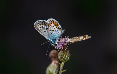 Bläulinge Pärchen