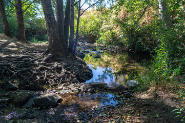 Gilbert Creek in Grant's Pass, Oregon