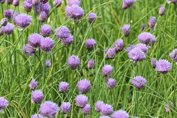 Flowers of chives, Chives with flowers, Allium schoenoprasum, Bavaria, Germany, Europe