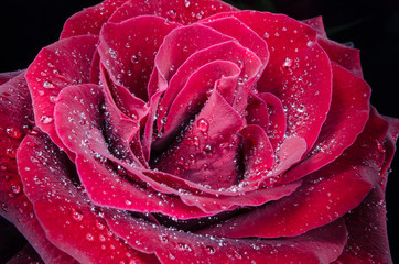 Red rose with drops of dew on black background.