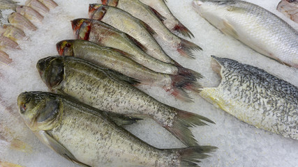 Fresh fish raw on ice sold in supermarkets. Seafood in the shop window. Buy for cooking. food concept.copy space.