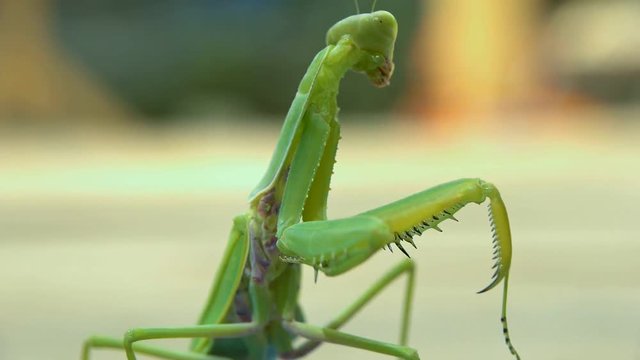 Praying Mantis Face Macro Close Up