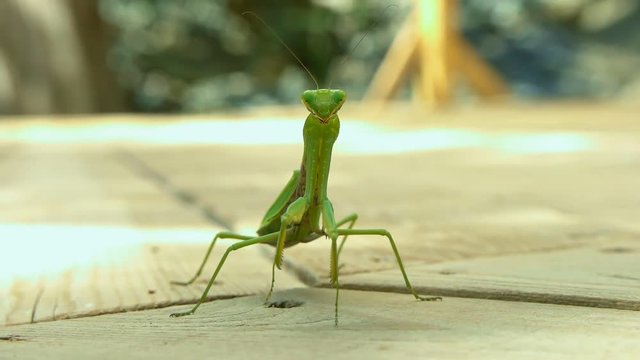 Macro of Praying Mantis or Mantis Religiosa. It looking at the camera and sits on wooden surface.