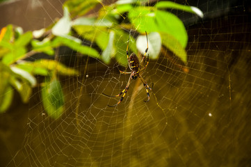 The Banana Spider