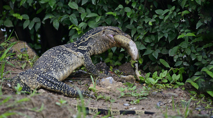 Varanus salvator eating frog on grass. Asian water monitor.