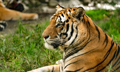Tiger up close portrait.