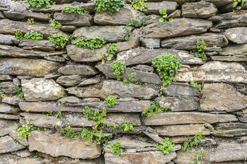 A stone wall textured pattern like bricks one over another the rocks fits perfect onto their space where in between some flora begin to grow. Wall of a town on Chilean countryside, Cobquecura, Chile