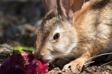 A desert cottontail rabbit, Sylvilagus audubonii, eating a red prickly pear cactus fruit in the Sonoran Desert. A cute bunny, enjoying a meal from cacti. Pima County, Tucson, Arizona, USA.