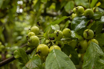 Small green apples on a tree