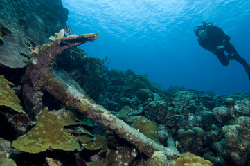 Old anchor and diver on coral reef at Bonaire Island in the Caribbean