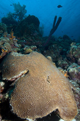 Naklejka na ściany i meble Brain coral on coral reef at Bonaire Island in the Caribbean