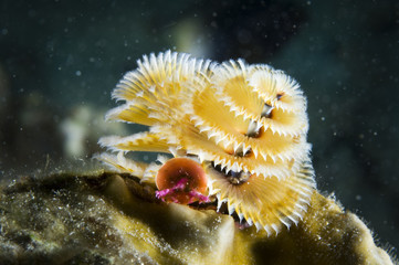 Christmas tree worm underwater in the Caribbean