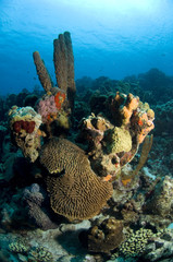 Tube sponge and brain coral on coral reef at Bonaire Island in the Caribbean