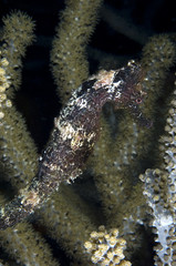 Seahorse on coral reef at Bonaire Island in the Caribbean