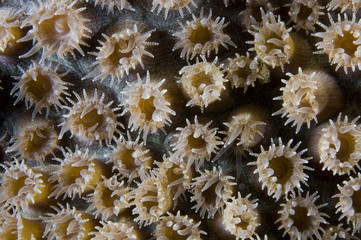 Open polyp on coral reef at Bonaire Island in the Caribbean