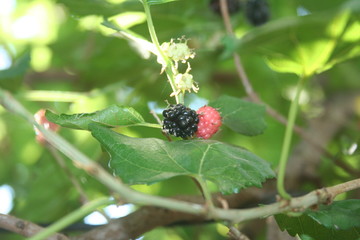 framboesa em um arbusto - raspberry on a bush