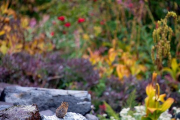 American Pika, Mount Rainier National Park, WA, USA. 