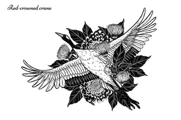Obraz premium Red-crowned crane with Chrysanthemum vector by hand drawing.Beautiful bird on white background.Grus japonensis art highly detailed in line art style.Chinese bird for tattoo or wallpaper.