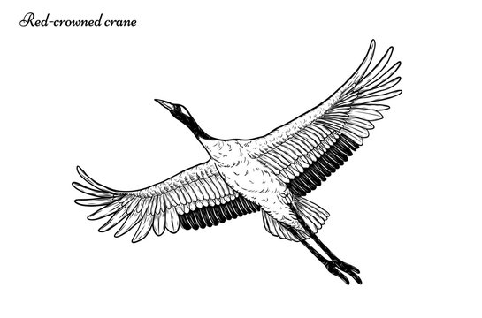 Red-crowned crane vector flying  by hand drawing.Beautiful bird on white background.Grus japonensis art highly detailed in line art style.Chinese bird for tattoo or wallpaper.