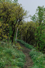 Fototapeta na wymiar Hiking Path through a Scrub Oak Forest in Utah