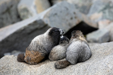 Hoary Marmot, Mount Rainier National Park, WA, USA. 