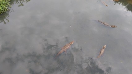 Alligators in the river