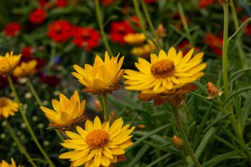Yellow and Orange Flowers