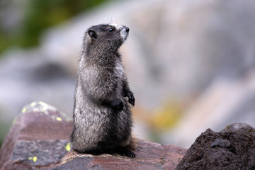 Hoary Marmot, Mount Rainier National Park, WA, USA. 