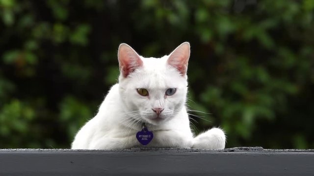 close up HD video of one small white cat with heterochromia, different colored eyes, playing on a roof, trees out of focus in the background. wearing collar that says my name is Ariel.