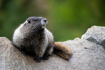 Hoary Marmot, Mount Rainier National Park, WA, USA. 
