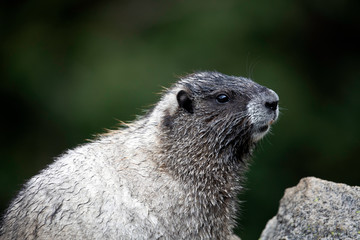 Hoary Marmot, Mount Rainier National Park, WA, USA. 