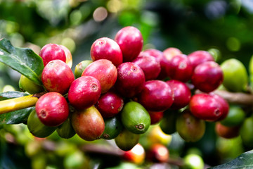 Frutos de café
