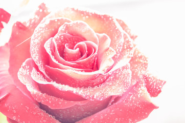 Red rose with drops of dew on ligth background.