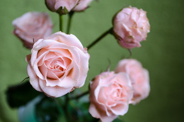 Tea rose with a little withering on green background.