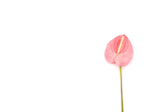 Beautiful pink laceleaf flower isolated on white background. Flat-lay, top view. Copy space for your text.