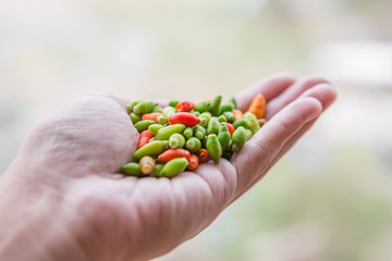 Chili in hand