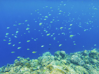 Fototapeta na wymiar Coral fishes in blue water over coral reef wall. Coral reef underwater photo. Tropical sea shore snorkeling or diving.