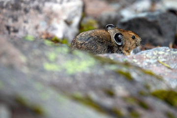 American Pika, Mount Rainier National Park, WA, USA.