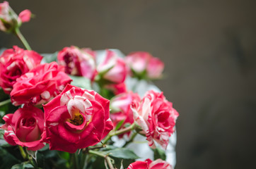 Ribbed red-white roses with leaves background, on the window.