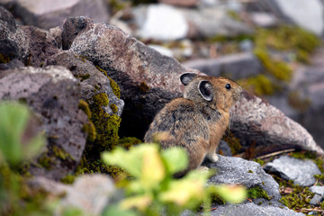 American Pika, Mount Rainier National Park, WA, USA.
