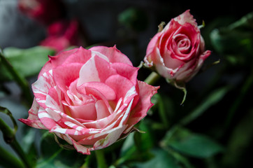 Ribbed red-white roses with leaves background, on the window.