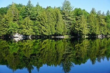 Adirondack Park, New York, USA: Pine trees reflected in the still waters of Sagamore Lake on a bright summer day.