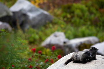 Hoary Marmot, Mount Rainier National Park, WA, USA. 