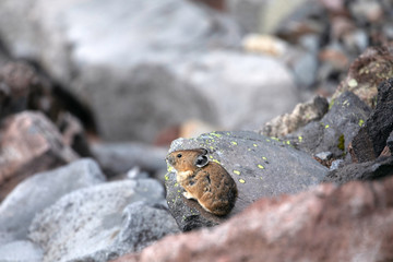American Pika, Mount Rainier National Park, WA, USA.