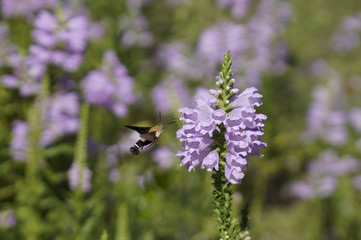 꽃범의 꼬리 꽃과 검은꼬리박각시 나방
