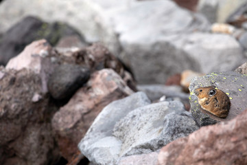 American Pika, Mount Rainier National Park, WA, USA.