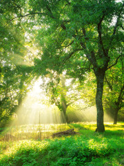 Green forest landscape background at sunrise.