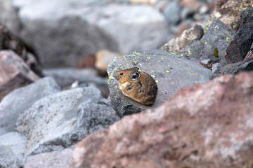 American Pika, Mount Rainier National Park, WA, USA.